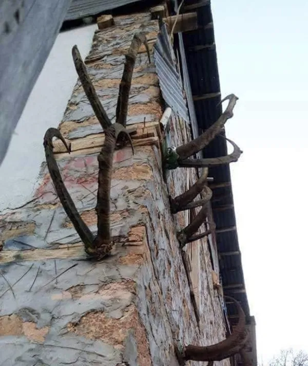 hain-tuzak-yaban-kecilerini-ceylanlari-boyle-tuzaga-dusuruyorlar-1638166555997.jpg Hain tuzak! Yaban keçilerini ceylanları böyle tuzağa düşürüyorlar-4