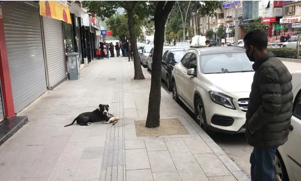 sahipsiz-pitbull-sokak-kedisini-telef-etti-o-anlar-kamerada-1614753144800.jpg Sahipsiz pitbull sokak kedisini telef etti! O anlar kamerada-6