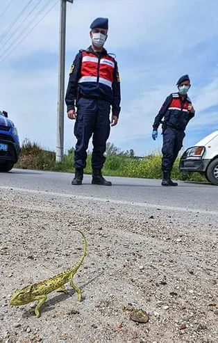 Antalya'da Jandarma, bukalemun geçene kadar trafiği durdurdu