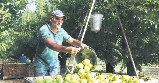 Isparta elması dalında satılıyor