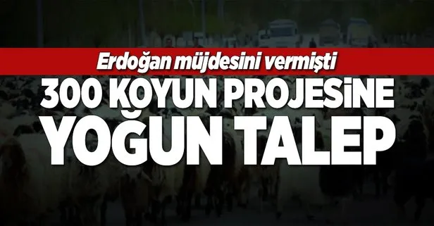 300 koyun projesine yoğun talep