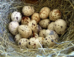 Rüyada yuva görmek ne anlama gelir?