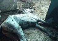 SON DAKİKA: CHPli İBBnin kayıp at skandalında kan donduran gerçek: Kayıp atlara kayıt dışı ilaç