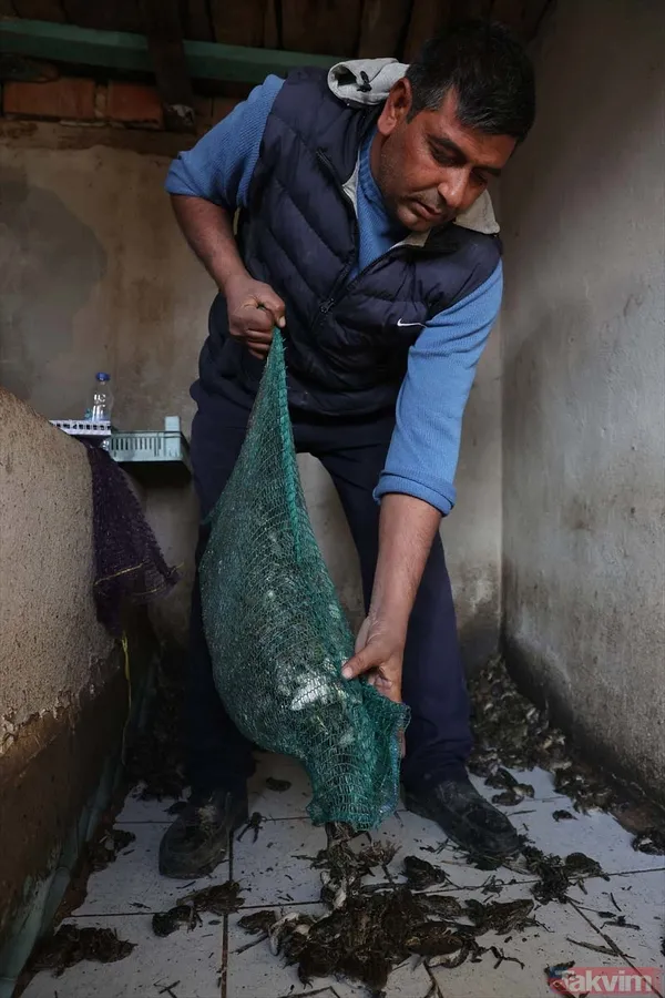 Günlük 900 lira kazanıyorlar! Türkiye'nin birçok ilinden toplanan kurbağalar Avrupa'ya ihraç ediliyor - 35