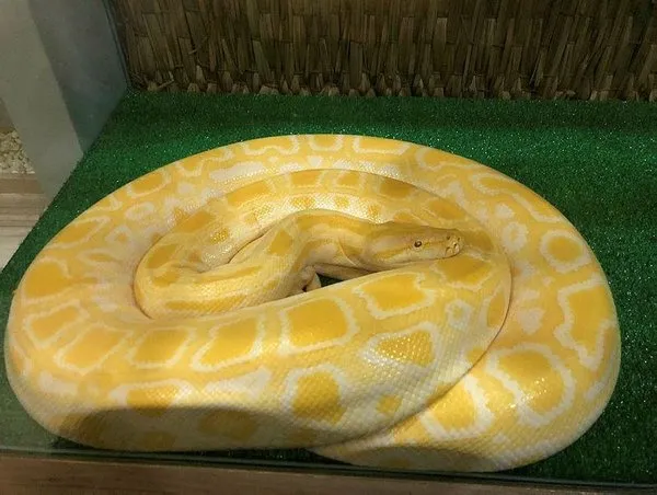 3 metre uzunlugunda piton yilani ele