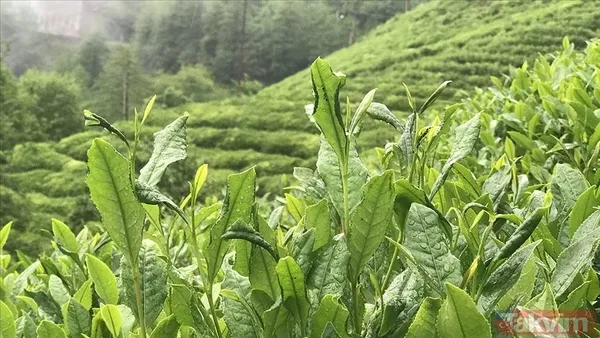 Başvurular İşkur Üzerinden Yapılacaktı İlk Duyuruya Göre Başvuru Süreci 3-4 Nisan 2025 Tarihlerinde İşkur Üzerinden Başlayacak 7-8 Nisan Tarihlerinde...