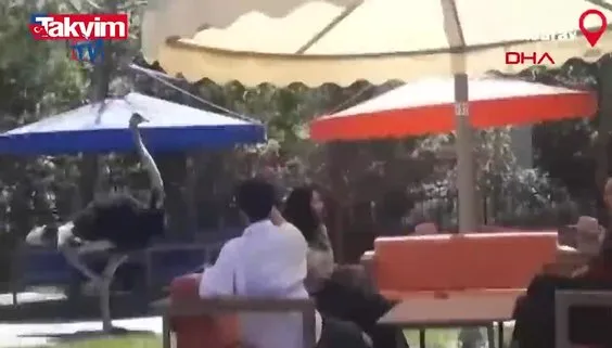 Aksaray’da ilginç olay! Çılgın deve kuşu müşteriyi kovaladı!