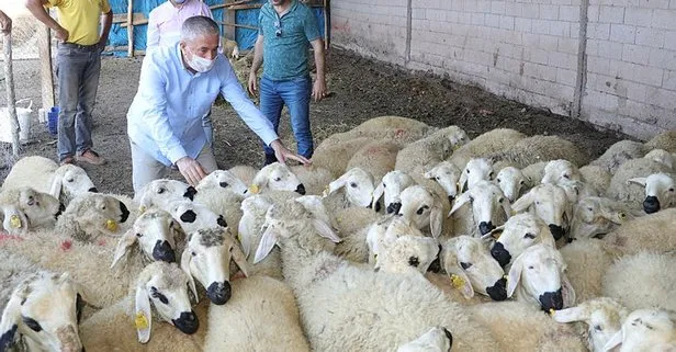 son dakika kurbanlik sayisinda sikinti yok takvim