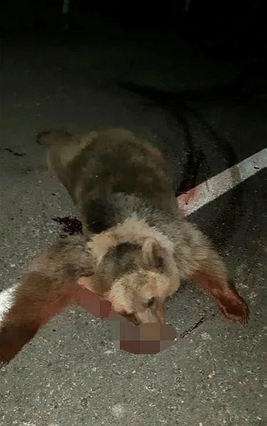 Bayburt'ta otomobil ayıya çarptı: 3 çocuk yaralı-2