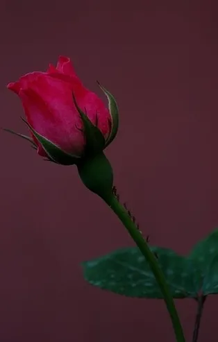 Rüyada gonca görmek ne anlama gelir?