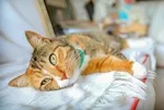 Kişilik Testi: Kedi insanı mısınız yoksa köpek mi? Tercihiniz karakterinizin gizli kodlarını taşıyor