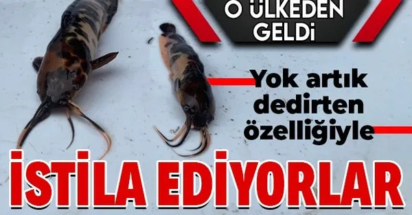https www takvim com tr yasam 2020 12 21 endonezyadan akvaryum icerisinde eskisehire getirilen iki istilaci balik turu karada yuruyebiliyor dogal turlere zarar veriyor