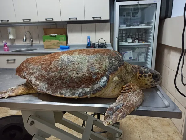 antalya-finikede-basindan-zipkinla-vurulmus-halde-bulunan-carette-caretta-tedavi-altina-alindi-1606127065500.jpg Antalya Finike'de başından zıpkınla vurulmuş halde bulunan carette caretta tedavi altına alındı-5