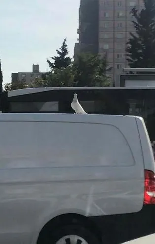 E-5’te ilginç görüntü! Araç üzerinde yolculuk yapan güvercini görenler dönüp bir daha baktı
