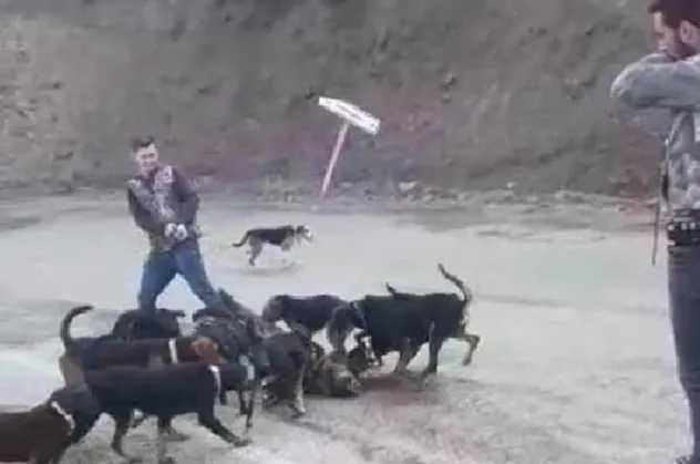 Yaraladıkları yavru domuzu av köpeklerine parçalatan avcılar cezadan kaçamadı! Denizli'de tepki çeken görüntü