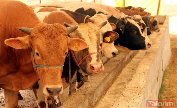 Kurban nasıl kesilir? Kurban için vekalet nasıl verilir? Kurban ibadetinde nelere dikkat edilmeli? Diyanet kurbanda dikkat edilmesi gerekenleri açıkladı - 23