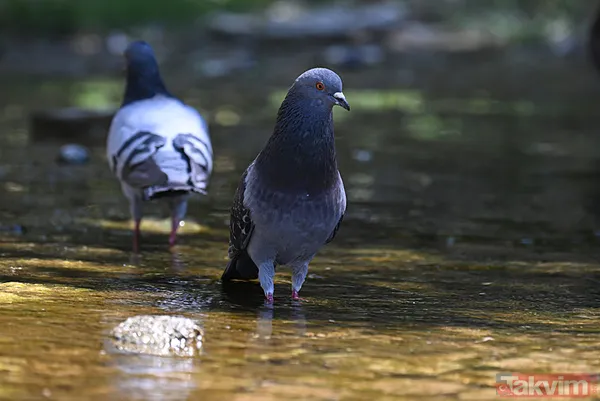 Güneydoğu Anadolu: Kavurucu Sıcaklar Geri Döndü Diyarbakır: 42°C – Türkiye'nin En Sıcak İli. Açık Hava Altında Dikkatli Olunmalı. Gaziantep: 40°C – Güneşli Ve...
