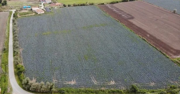 Samsun tarım ürünlerinde Türkiye’yi besliyor