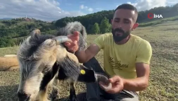 Atasözü gerçek oldu! Boynuz kulağı geçti