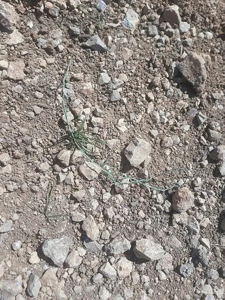 siirtte-teror-orgutu-pkk-telekomunikasyon-sirketi-calisanlarina-el-yapimi-patlayici-ile-saldirdi-1620928133500.jpeg Siirt'te terör örgütü PKK telekomünikasyon şirketi çalışanlarına el yapımı patlayıcı ile saldırdı-1