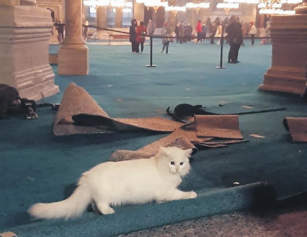 Yeni sevgli Kılıç