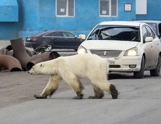 Aç ve bitkin kutup ayısı şehre indi