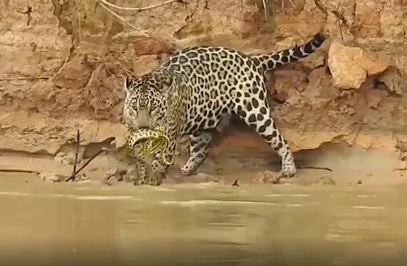 vahsi-dogada-nefes-kesen-yasam-savasi-jaguarla-anakonda-yilani-suda-dakikalarca-cebellesti-bakin-hangisi-yem-o-1694809905980.jpg 🐆Jaguarla anakonda yılanı suda dakikalarca cebelleşti! Bakın hangisi yem oldu! Vahşi doğada nefes kesen yaşam savaşı-3