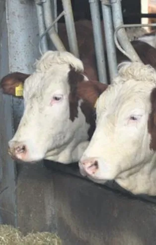 82 inekle başladı 270’e ulaştı