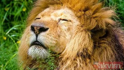 Rüyada aslan görmek ne anlama gelir? Rüyada evde aslan görmek nasıl yorumlanır? Rüyada aslan saldırısına uğramak neye işarettir?