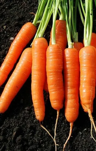 Havuç saçları besliyor