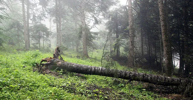 Bolu'da fırtına çam ağaçlarını devirdi
