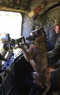 Köpeklerin sahipleri ile inanılmaz dostlukları