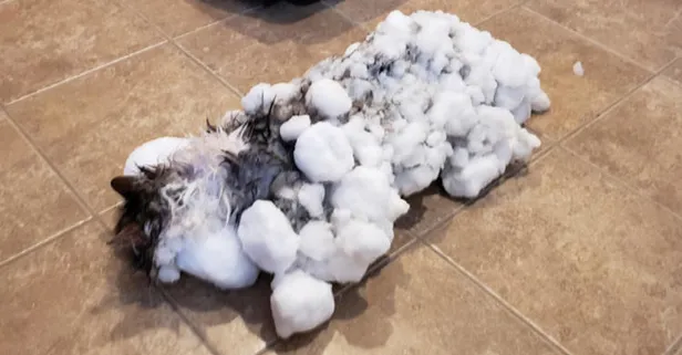 Soğuk havada donmuş kedi kurtarıldı