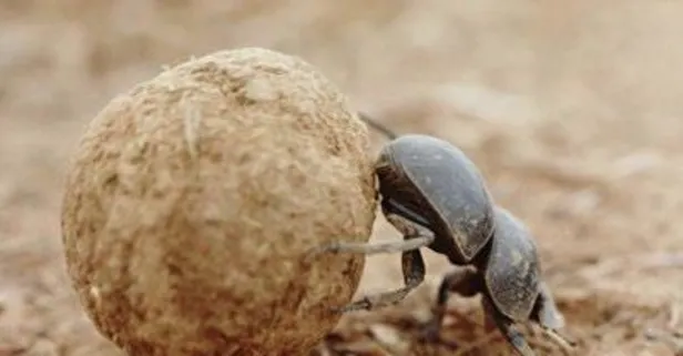 Koruma altındaki böcek