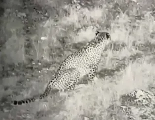 En tehlikeli yırtıcılardan! İlk kez bu kadar net görüntülendi