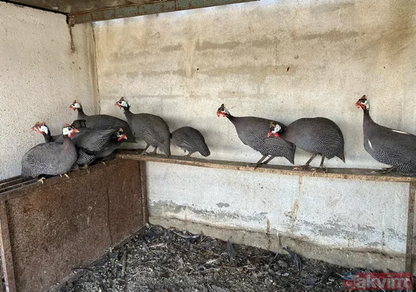 Tanesi 7 TL'ye yumurta! Yere atıldığında bile kolay kolay kırılmıyor - 6