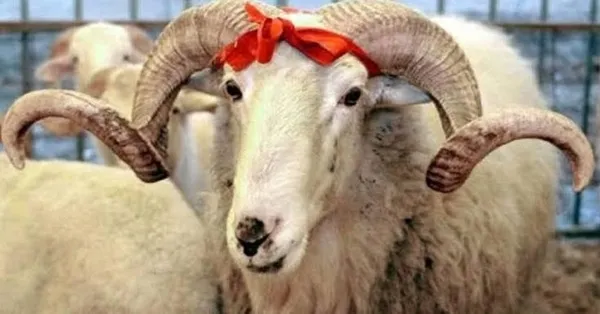 kurban bayrami tatili arefe