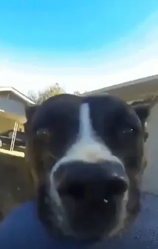 Sahibinin kamerasını kaçıran afacan köpek