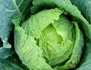 İki gözüm karalahana