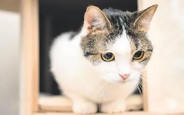 Kedi cinayeti-1