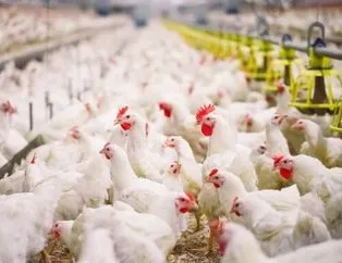 Tavuk Çiftliği maliyeti nedir 2021?