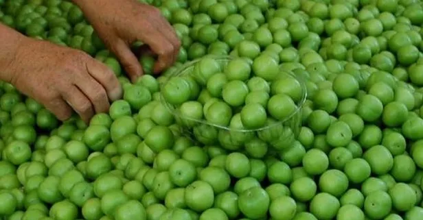 Erik 100 TL’ye pazarda