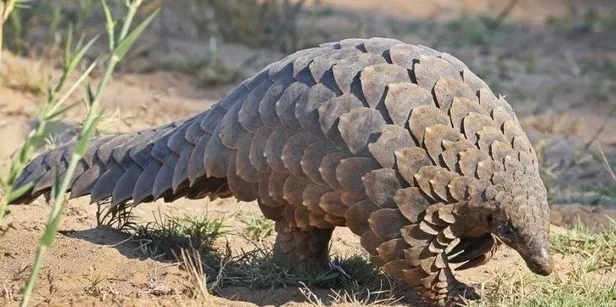 Tayvanlı turistten ilginç Coronavirüs önlemi! "Çinli değilim, Tayvanlıyım! Ölürüm Türkiyem..."-2