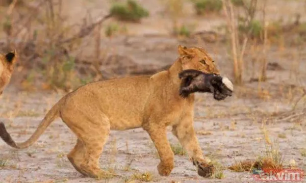 Yılan evcil köpeğe saldırdı! Dehşet dolu anlar... - 28