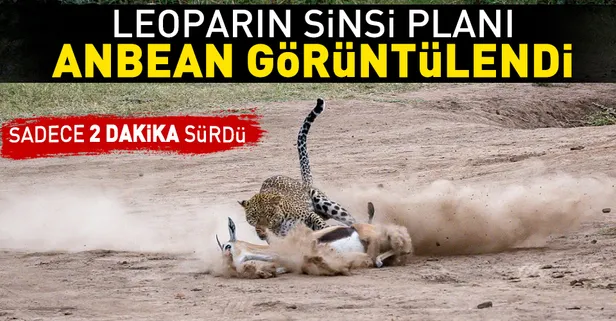 Leoparın sinsi planı anbean kamerada!