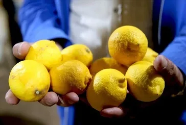 Markette şampiyon limon
