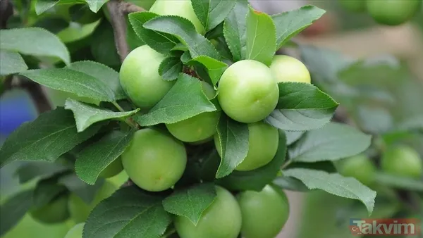 Irak'ta Türkiye'den ithal edilen ilk eriğin kilogramı 500 dolardan satışa çıktı - 3