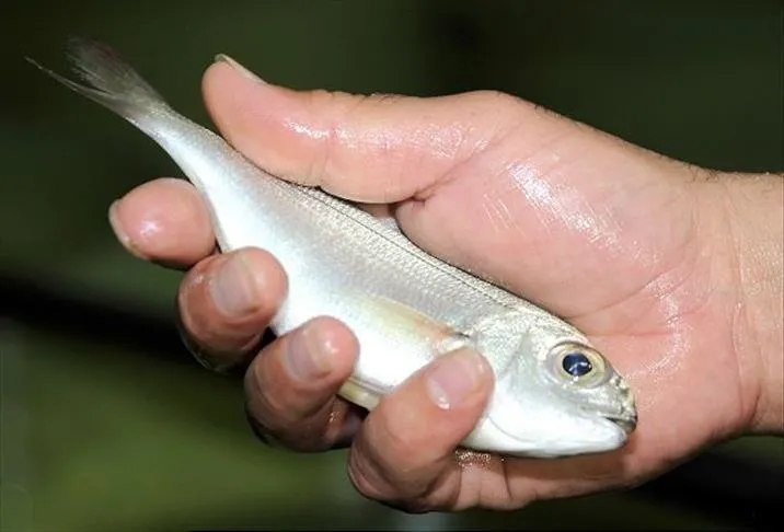 bilim-insanlari-kirisikligi-yok-eden-garip-bir-cilt-bakim-malzemesi-kesfetti-1726761700893.jpg Bilim İnsanları Kırışıklığı Yok Eden Garip Bir Cilt Bakım Malzemesi Keşfetti!-5