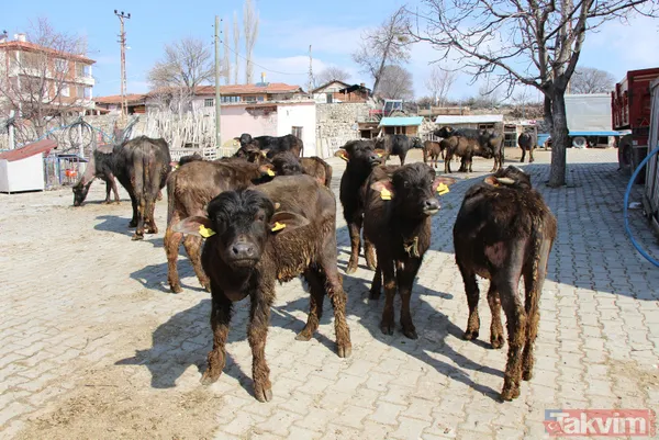 Başkan Erdoğan 'manda yoğurdu yiyorum' dedi! Eskişehir İnönü ilçesinin telefonları kilitlendi - 11