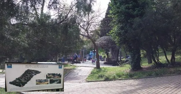 Akbelen’de sözde çevreci CHP Beşiktaş’ta ağaç kıyımı gerçekleştirdi! Yerine otopark yapacaklar